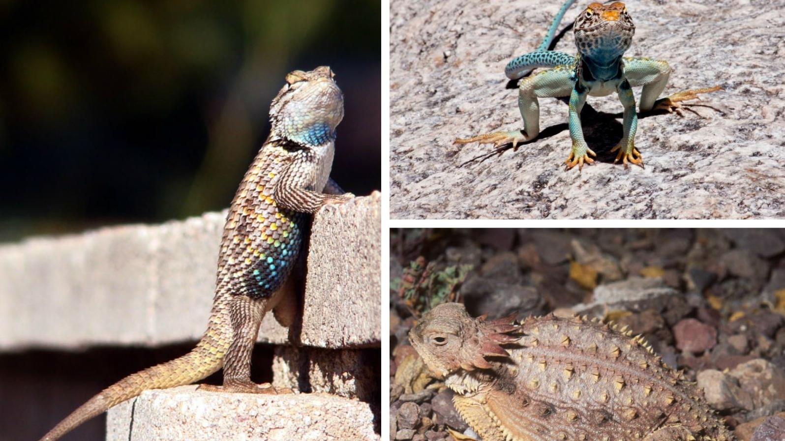 Lovable lizards